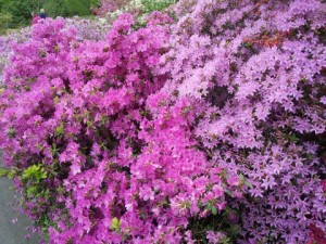 When the Azaleas are in bloom it is pink flowery bliss