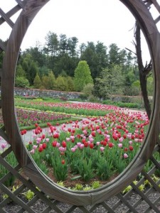 Outdoor picture frame for the lovely tulips at the Biltmore gardens in Asheville NC