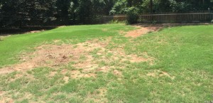 New Growth: Cutting Trees